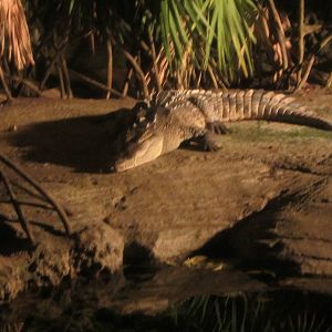 American Crocodile