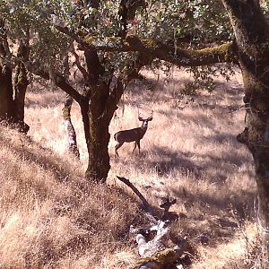 Columbian Black-tailed Deer