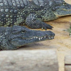 crowded alligator/crocodile house