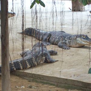 crowded alligator/crocodile house
