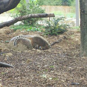 coatis
