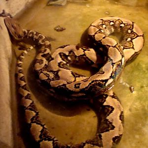Python reticulatus
