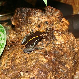 Phyllobates vittatus