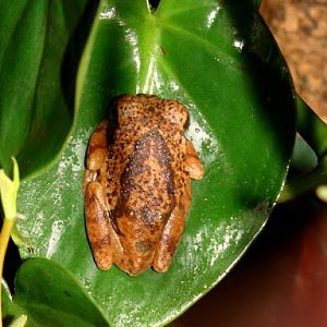 Leptopelis vermiculatus