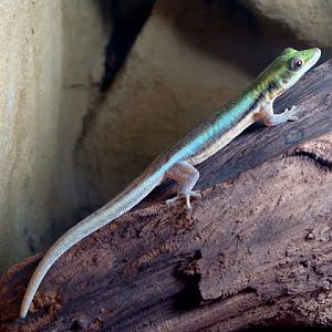 Phelsuma klemmeri