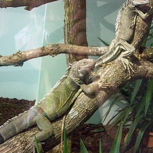 reptile village