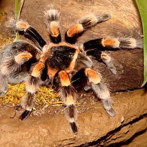 Brachypelma smithi