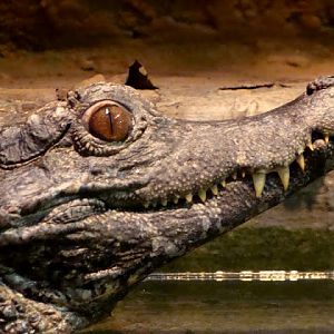 Paleosuchus trigonatus