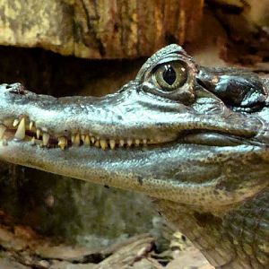 Caiman crocodilus