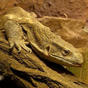 Varanus exanthematicus