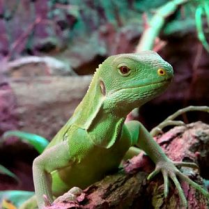 Brachylophus fasciatus