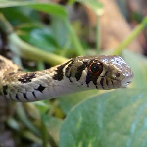 Thamnophis marcianus