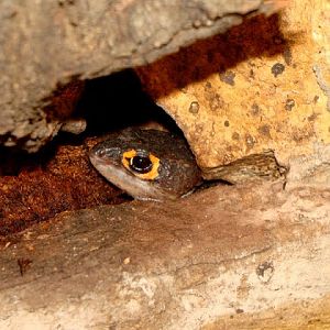 Tribolonotus gracilis