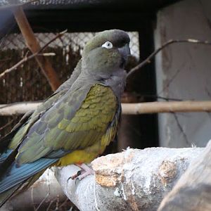 Cyanoliseus patagonus