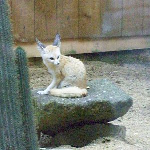 fennec fox
