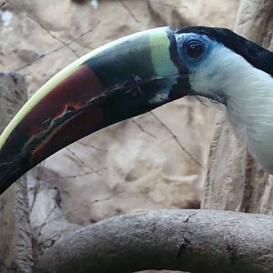 Ramphastos tucanus
