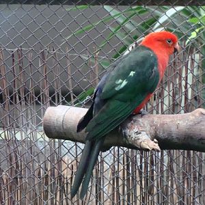 Alisterus scapularis