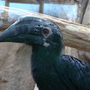 Anthracoceros malayanus