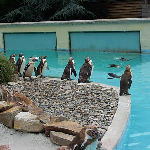 penguins