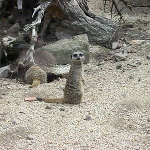 meerkat