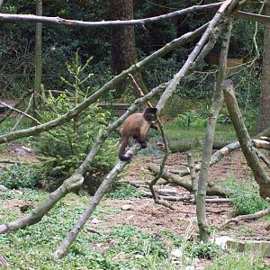 capuchin in monkey islands