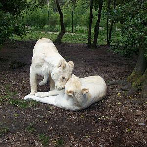 white lions