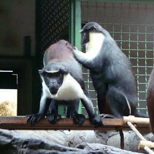 Cercopithecus diana