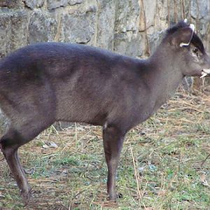 Elaphodus cephalophus