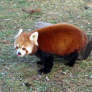 Ailurus fulgens fulgens