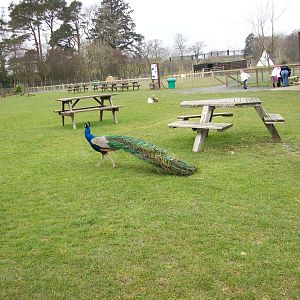 free roaming peafowl