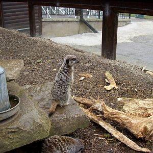 meerkat