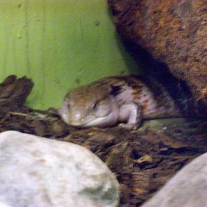 blue tongued skink