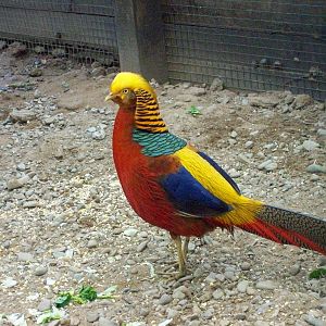 golden pheasant