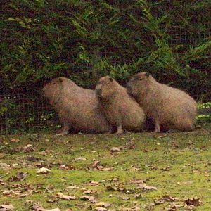 capybaras