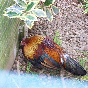 red cochim junglefowl