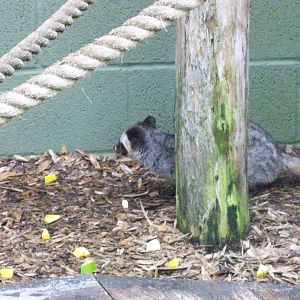asian palm civet