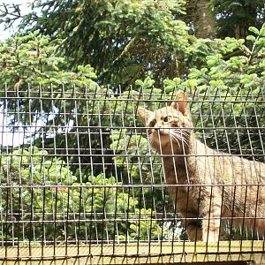 scottish wildcat
