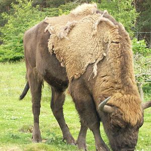 american bison