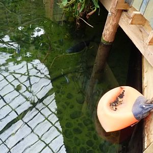 False Gavial, 26 December 2012