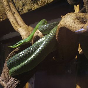 Rhinoceros Ratsnake