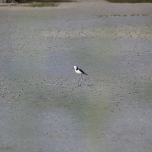 Pied Stilt - Miranda 2012