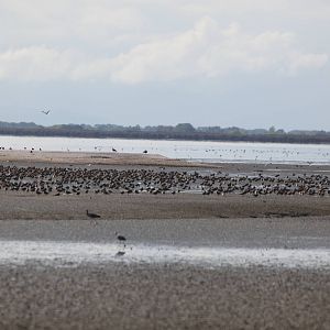 Shorebirds - Miranda 2012