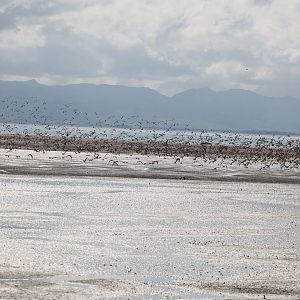 Godwit Flock - Miranda 2012