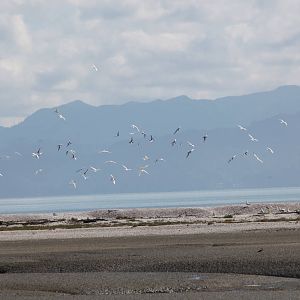 Tern Flock - Miranda 2012