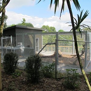 New Tiger Housing - Hamilton Zoo 2012