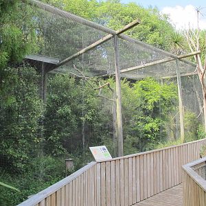 NZ Falcon Aviary - Hamilton Zoo 2012