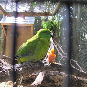 Antipodes Island Parakeet - Hamilton Zoo 2012