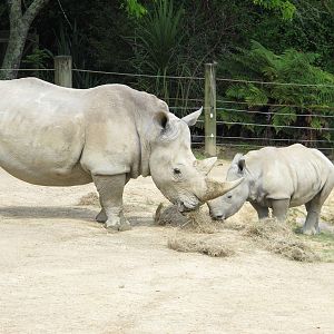 White Rhino - Hamilton Zoo 2012