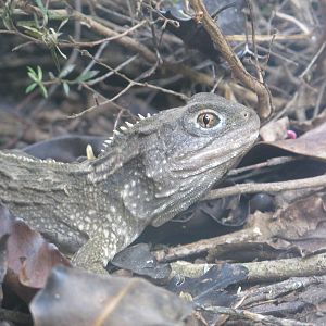 Northern Tuatara - Hamilton Zoo 2012