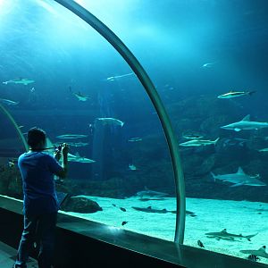 S.E.A. Aquarium - Shark Seas